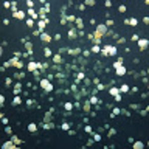 Meet your Posher, Ellen